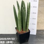 期間限定10％OFF！】サンスベリア 4号 マッソニアナ バリエガータ