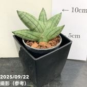 期間限定10％OFF！】サンスベリア 3号角鉢 ピアノ Piano 6-7cmポット