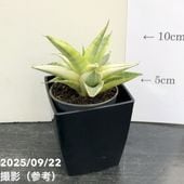 アガベ チタノタ タワーオブバベル親株 アガベ チタノタ タワーオブバベル (発根済み) RF22869 | RAFLUM