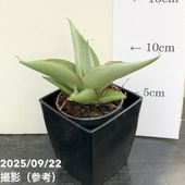 現品お届け】アガベ 4号 ホリダ 錦（斑入り）（A12）｜観葉01-D1