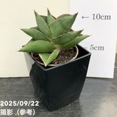 現品お届け】アガベ 5号 チタノタ 白鯨（A8）｜観葉01-D1 | 観葉・多肉