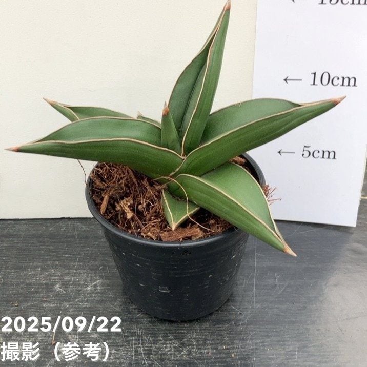 サンスベリア サムライドワーフ