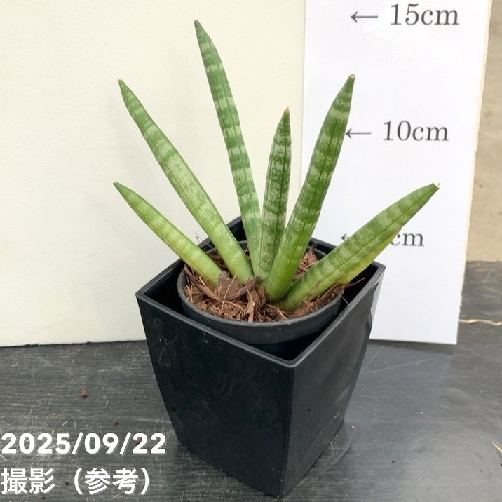サンスベリア 3号角鉢 ボンセレンシス 6cmポット投げ込み仕様｜観葉02-D2