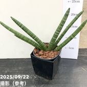 ガ*M様 【週末セール】 サンスベリア ロイヤルクラウン　2株セット！　特大株 fit=scale-down,w=1200