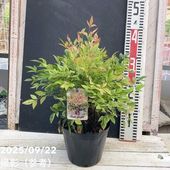 【送料込】旅人の木8節② 観葉植物：タビビトノキ*8号プラポット旅人の木 オオギバショウ