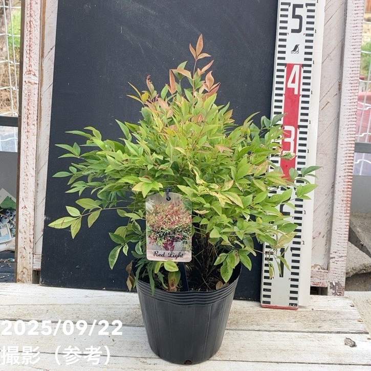 ナンテン レッドライト 5号|花木04-PA