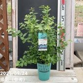 プラム バイオチェリー 4号ロングポット｜果樹04-PA | 果樹