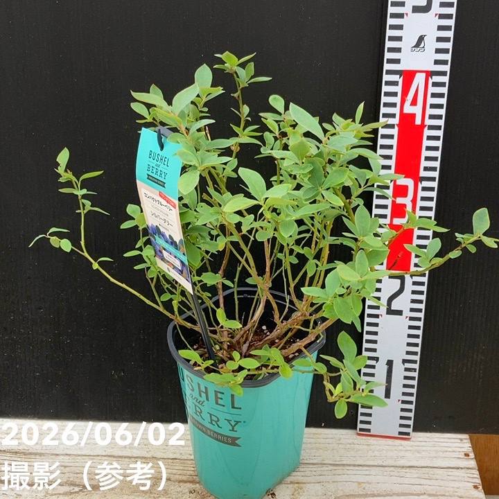コンパクトブルーベリー シルバーダラー 5号｜果樹04-PA | 果樹
