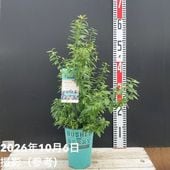 数量限定】実生ジャボチカバ 8号 5年生苗｜果樹02-D2 | 果樹,[珍しい