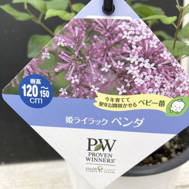 PW 姫ライラック ペンダ 11cmロングポット｜花木04-PA