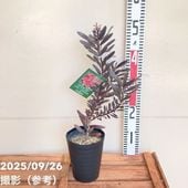 R*B様 フェニックス・ロベレニー 2本立ち 葉先100cm 希少株 R*B様 フェニックス・ロベレニー 2本立ち 葉先100cm 希少株 R*