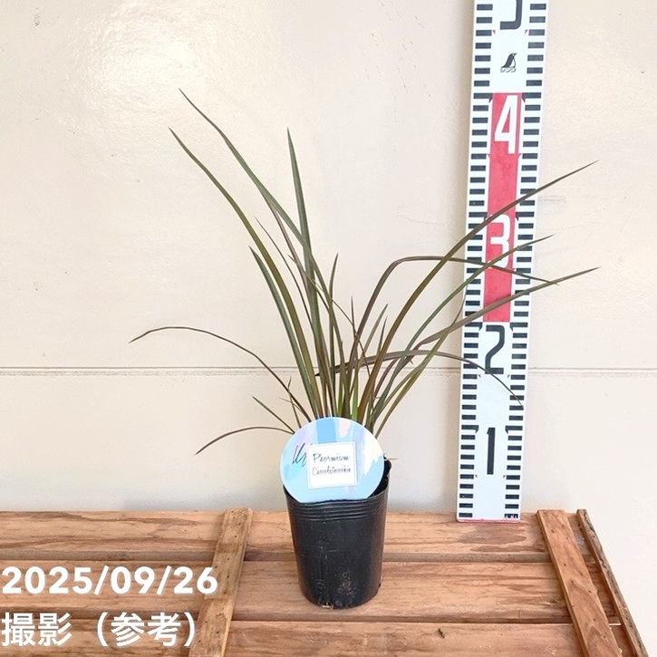 ニューサイラン チョコレートクッキー 3号｜草花04-PA