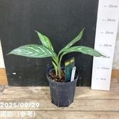 現品お届け】アグラオネマ ニティドゥム カーティシー Aglaonema