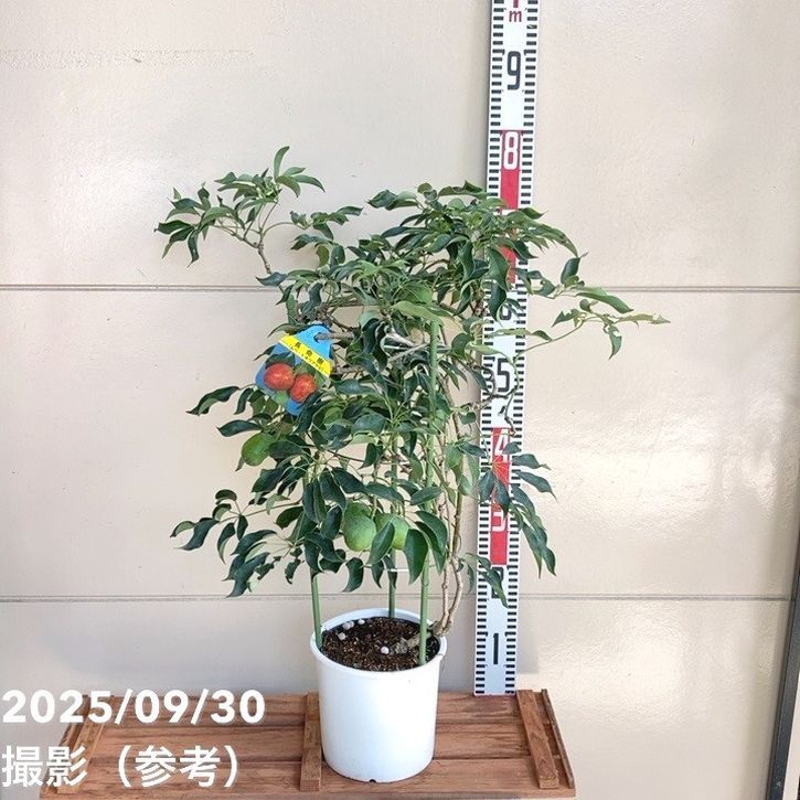 ムベ トキワアケビ