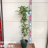 フェイジョア ★ アポロ① フェイジョア アポロ 7号｜s200｜果樹04-PA : 赤塚植物園ヤフー店