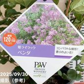 【花苗】PW 正規品 ラグランジア クリスタルヴェール2　①　写真現品発送 ラグランジア（R) クリスタルヴェール2 3.5号ポット ベビー苗 PW