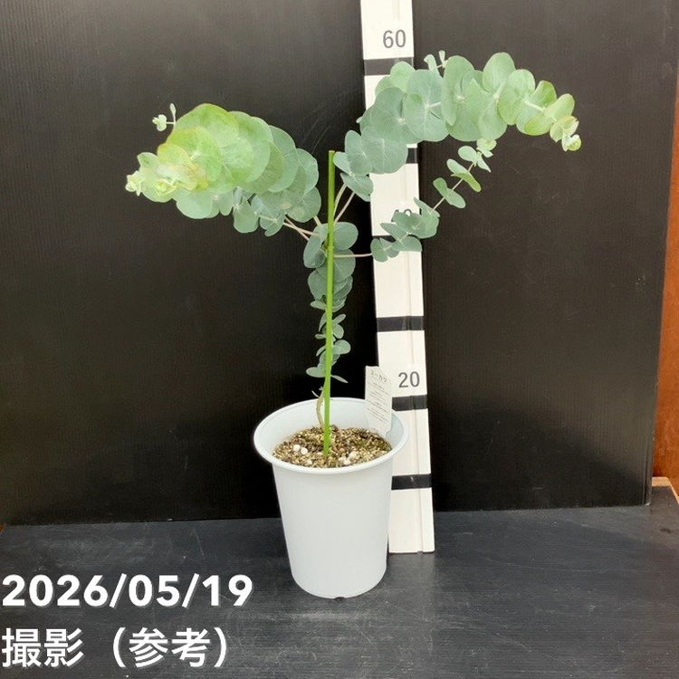 花木・庭木,[オージープランツ]の購入なら赤塚植物園オンライン 花の音