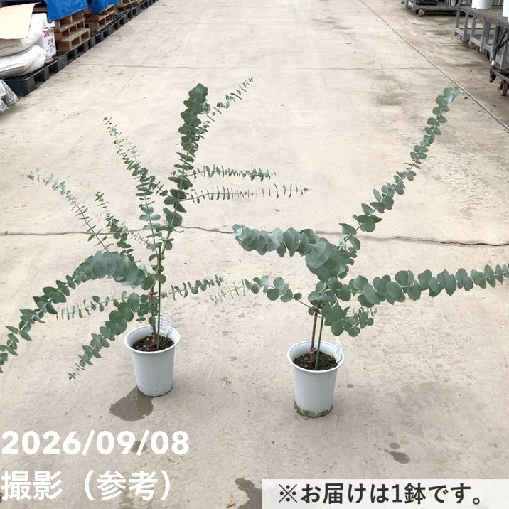 花木・庭木,[オージープランツ]の購入なら赤塚植物園オンライン 花の音
