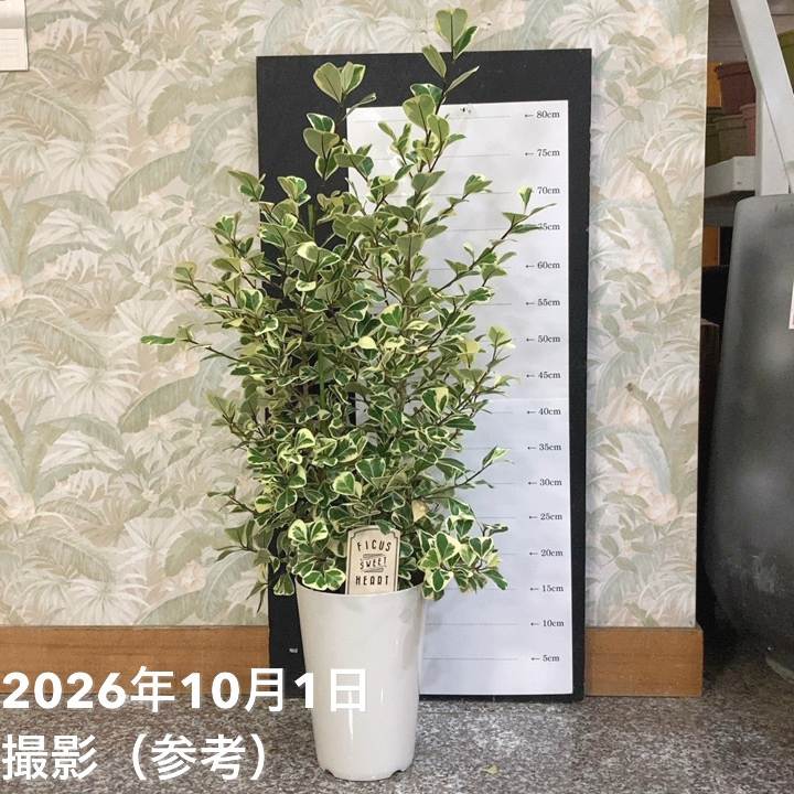 お庭を演出♪ 英国式陶器鉢ウィッチフォード新商品入荷しました！