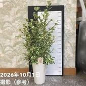 現品お届け】食虫植物 ウツボカズラ N. mirabilis wingx(VikingxAmp