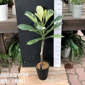 ビカクシダ 3号｜観葉04-PA | 観葉・多肉,[珍しい観葉] | 赤塚植物園