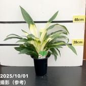 一点物】加藤農園 クリスマスローズ キラメキディープレッド 4.5号深