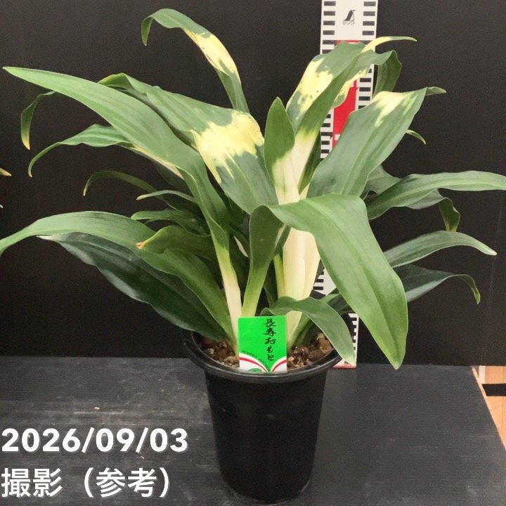 万年青（オモト）5.5号 長寿おもと 宗石｜観葉10-TU | 観葉・多肉