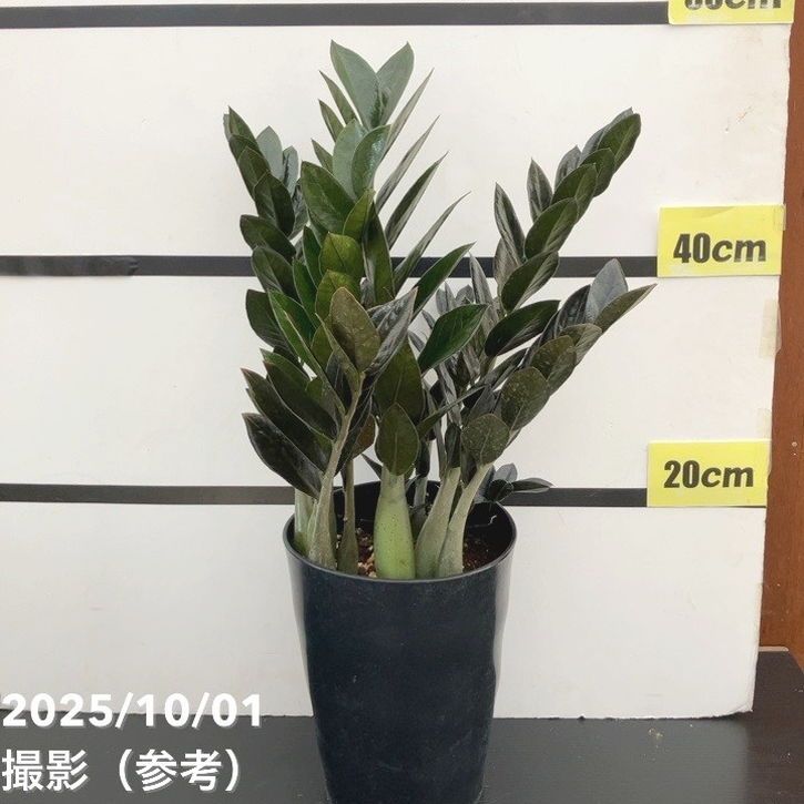 ザミオクルカス レイヴン