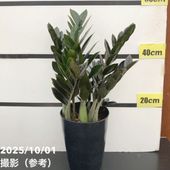 幸福の木 ドラセナ・マッサンゲアナ 8号 4本植え 受け皿付き｜観葉01