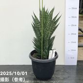 今*！様 アンスリウム キングオブスぺーズ バタフライ アンスリウム キングオブスペード バタフライ : r/plants