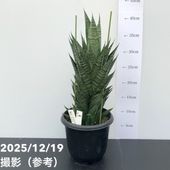 激レア！現品お届け】サイカス カイルンシアナ（ブルーソテツ）8号