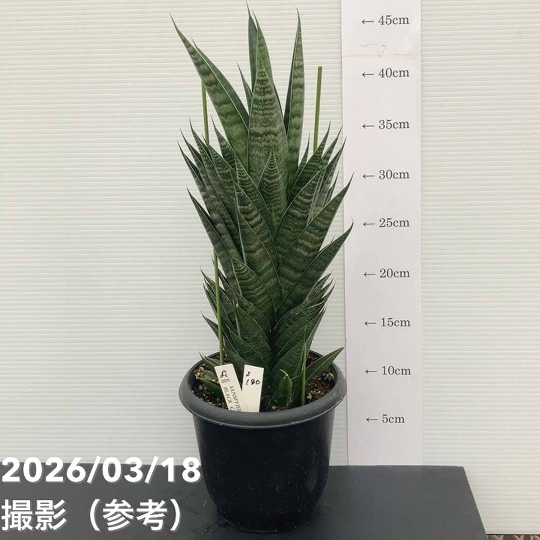【激レア!現品お届け】サンスベリア 5号 ブラックキャッスル(S180)|観葉02-D2