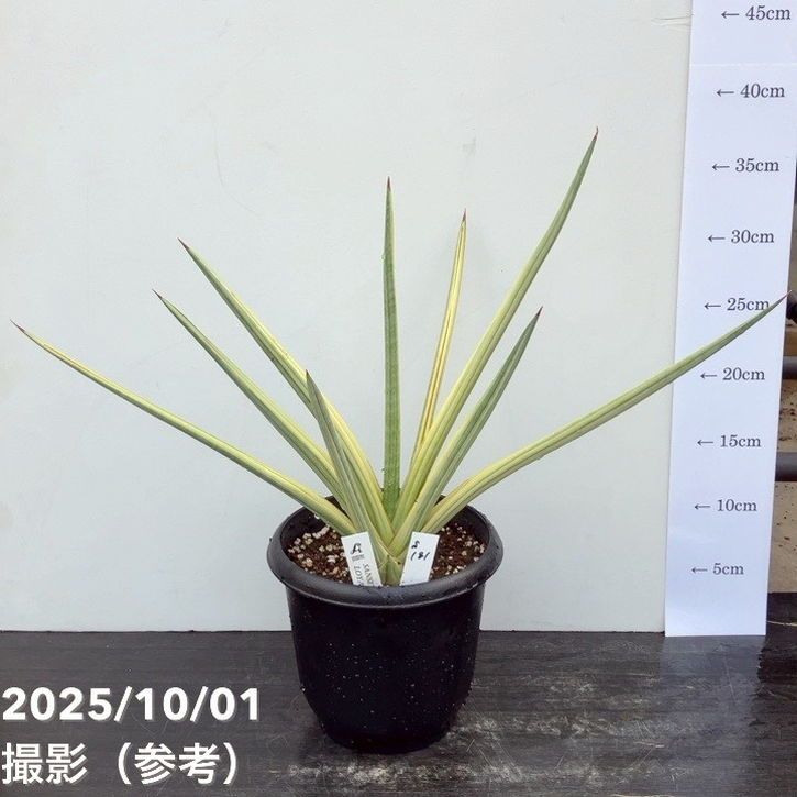 サンスベリア　セットD 赤塚植物園自社農場,サンスベリア（サンセベリア）,サンセベリア1点物