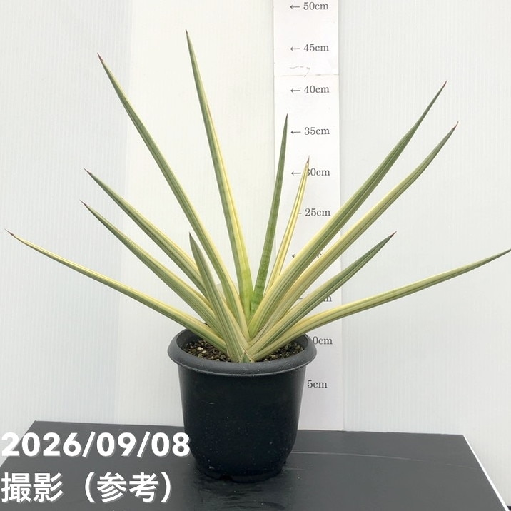 観葉・多肉,サンセベリアの購入なら赤塚植物園オンライン 花の音｜花苗