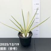 数量限定】ユッカ 6号 デスメティアーナ コンパクト（Yucca desmetiana