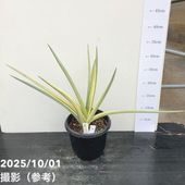 現品お届け】アガベ 4号 ホリダ 錦（斑入り）（A12）｜観葉01-D1