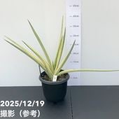 現品お届け】ユッカ 6号 エレファンティペス（Yucca elephantipes