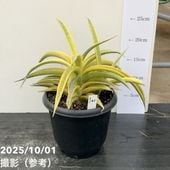 現品お届け】フィロデンドロン トータム 4号 プラ鉢仕様（Mi-15