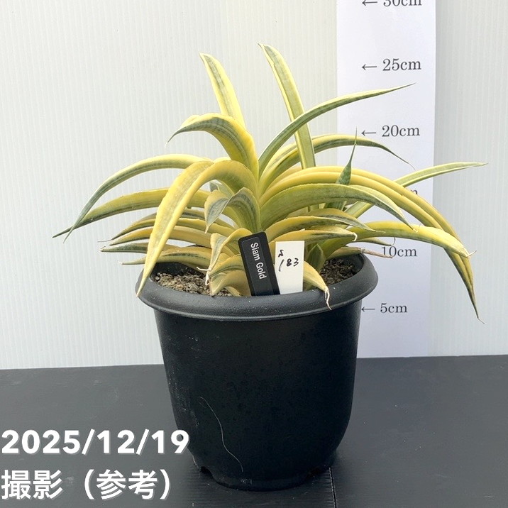 【現品お届け】サンスベリア 5号 サイアムゴールド 白プラ鉢仕様（S183）｜観葉02-D2