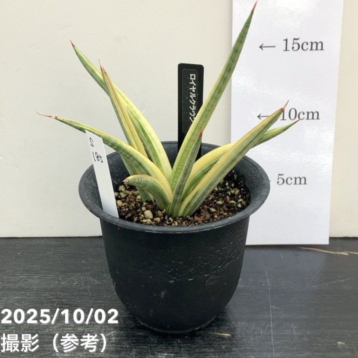 サンスベリア　ブラックパール バリエガータ サンスベリア ブラックパール バリエガータ