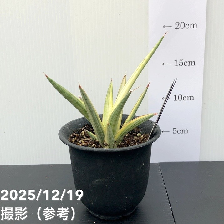 観葉・多肉,サンセベリア,1点物の購入なら赤塚植物園オンライン 花の音
