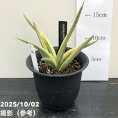 サンスベリア 5号 マッソニアナバリエガータ 斑入り プラ鉢仕様