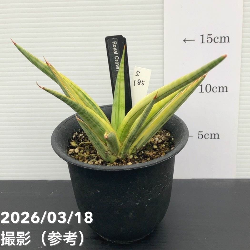 【65周年記念セール】【現品お届け】サンスベリア 3.5号 ロイヤルクラウン プラ鉢仕様（S185）｜観葉02-D2