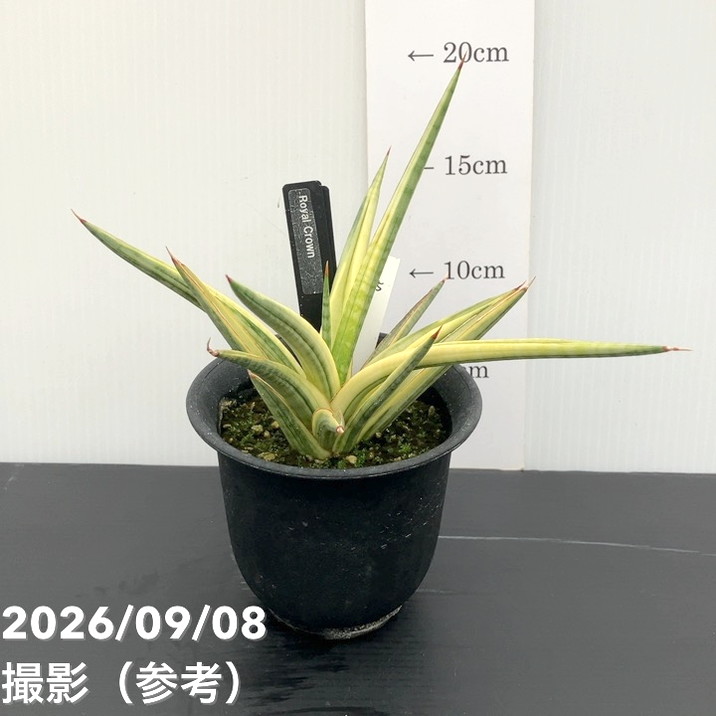 【現品お届け】サンスベリア 3.5号 ロイヤルクラウン プラ鉢仕様（S185）｜観葉02-D2