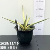 EMP サンセベリア ブアカーオ / SA391 EMP サンセベリア ブアカーオ / SA391