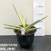 現品お届け】サンスベリア 3.5号 ロイヤルクラウン（子株）（S44