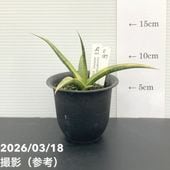 【現品お届け】サンスベリア 3号 サニーイエロー Sunny Yellow（S187）｜観葉02-D2