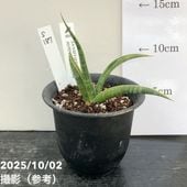 期間限定10％OFF！】【現品お届け】サンスベリア 3.5号 バリースター