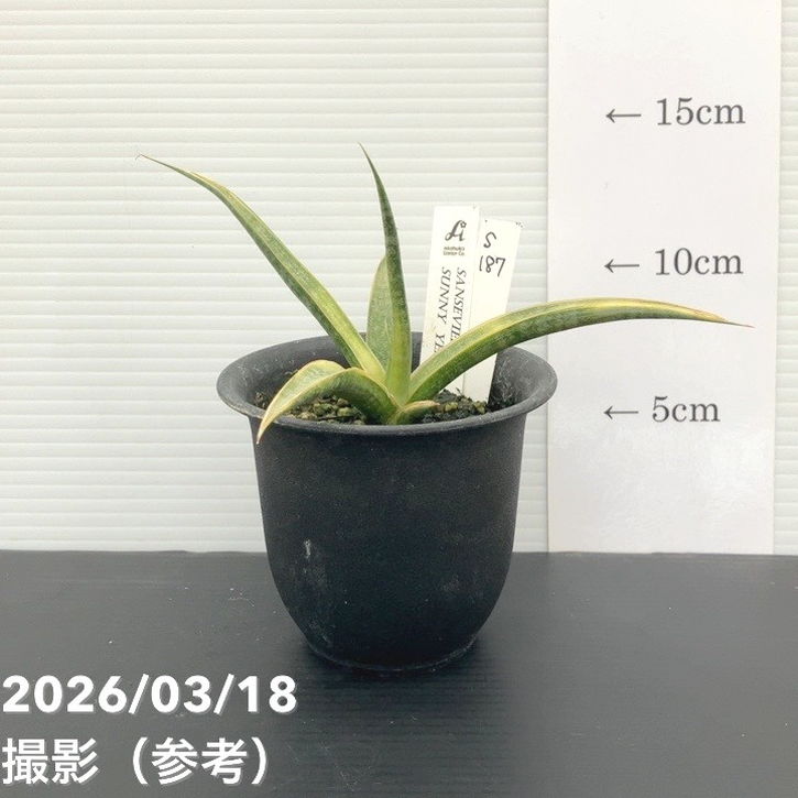 【現品お届け】サンスベリア 3号 サニーイエロー Sunny Yellow（S187）｜観葉02-D2
