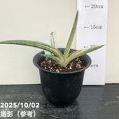 現品お届け】サンスベリア 3.5号 バリースター 斑入り（S104）｜観葉02